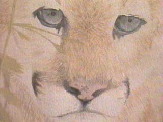 Cougarcloseup.jpg (11995 bytes)