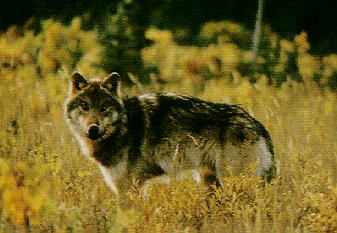 Wolf2.jpg (20309 bytes)