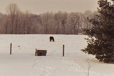 Distant Grazing in Snowy Pasture.JPG (58130 bytes)