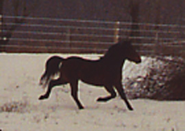 Trot In Snow Again magnified 2003.JPG (23564 bytes)