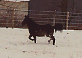 Trot In Snow magnified 2003.JPG (12053 bytes)
